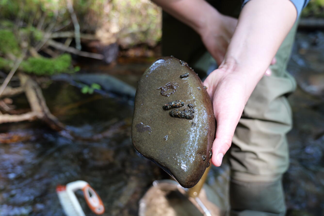 Stony larvae on stream cobble