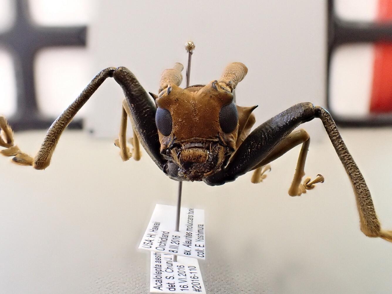 Close up face view of a queensland longhorn beetle specimen