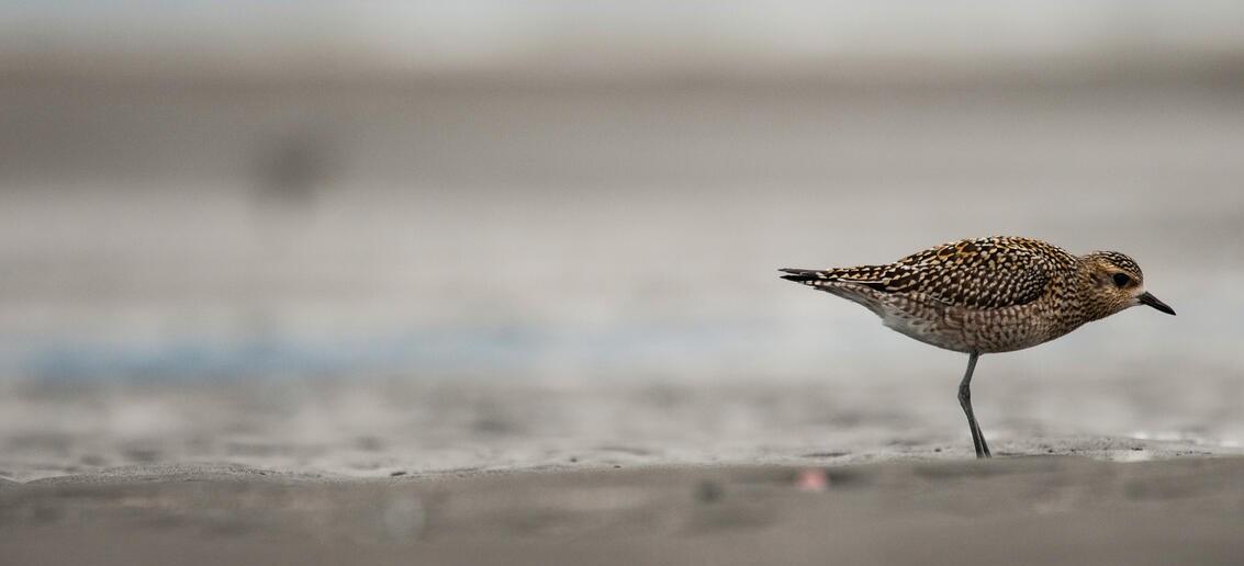 Image of Pacific Golden-Plover