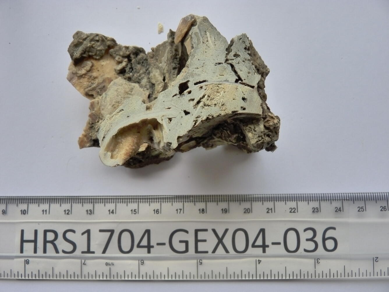 Photo of deep-sea carbonate sample from the PCMSC Organic GeoChem lab