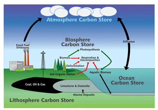Diagram of carbon cycle