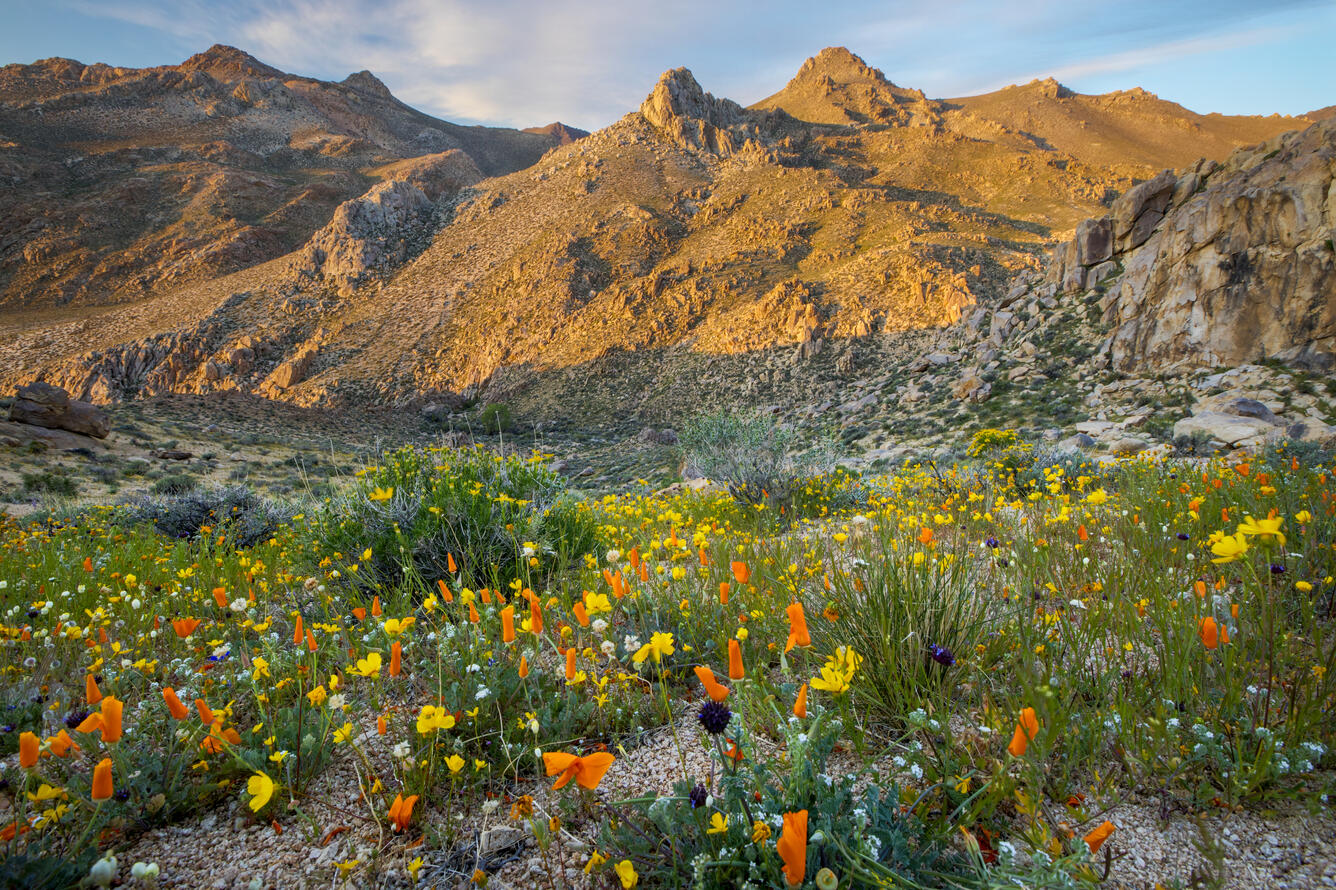 field of wildflowers in the foreground, with brown mountains and blue sky in the background