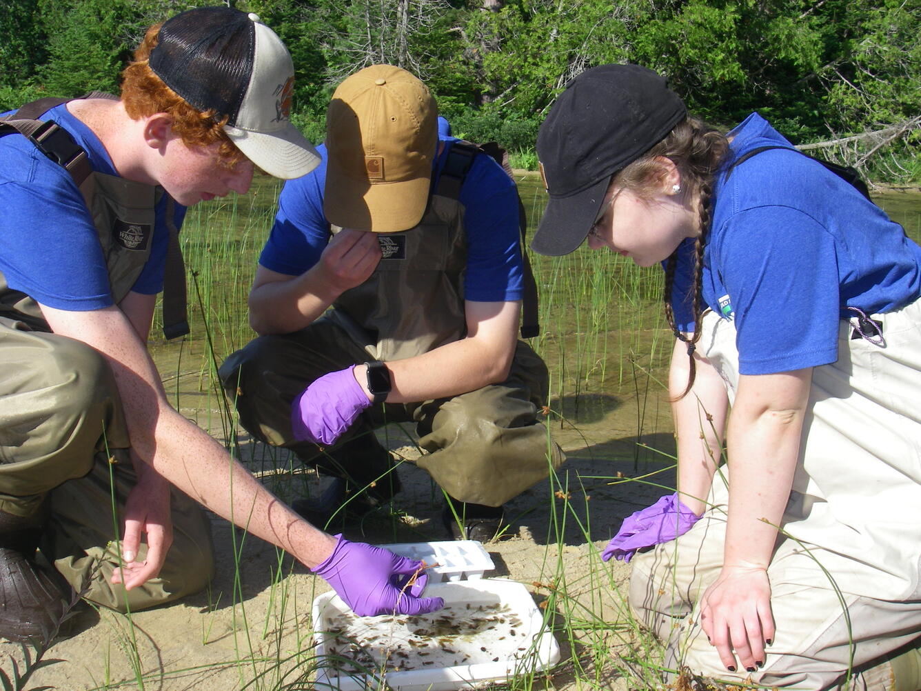 Public participants identify dragonfly larvae at Pictured Rocks National Lakeshore for the Dragonfly Mercury Project. 