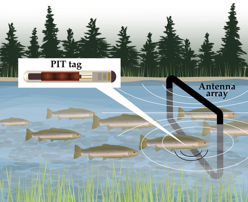 PIT tag illustration