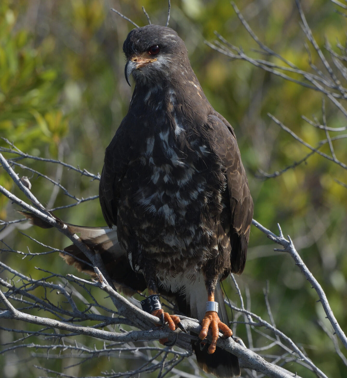 A brown bird perched on a branch with a federal metal band on one leg and a black leg band on the other 