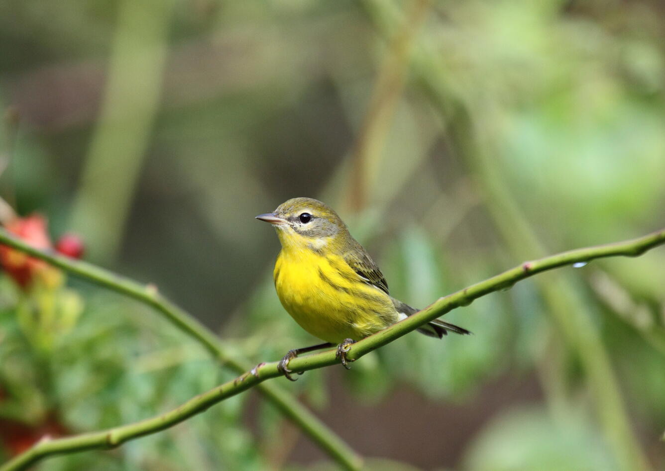 A juvenile Prairie Warbler at a stopover site along the Chesapeake Bay