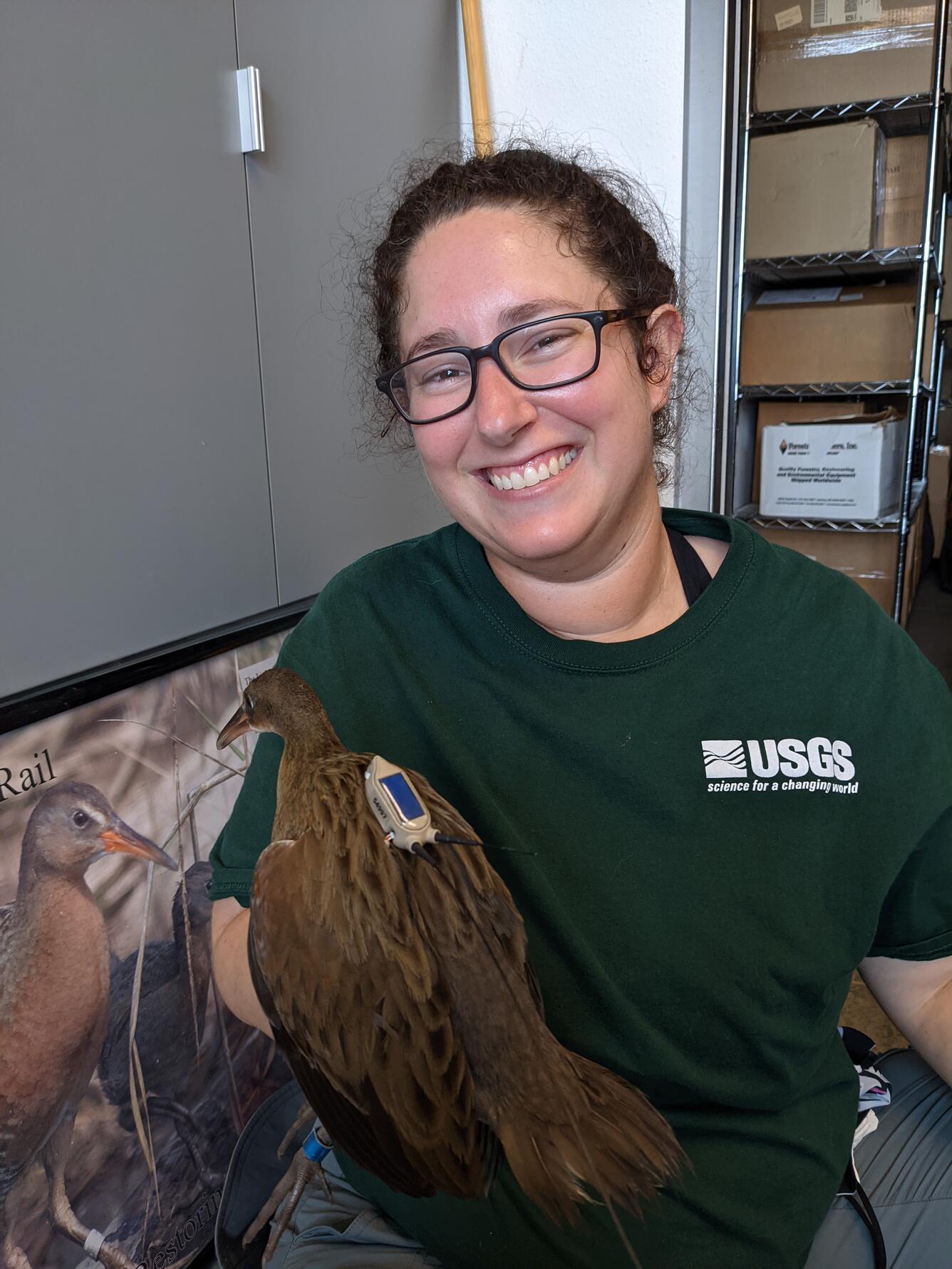 Person holds a Light-footed Ridgway's rail with backpack transmitter