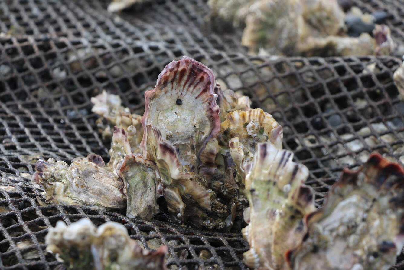 Pacific oysters