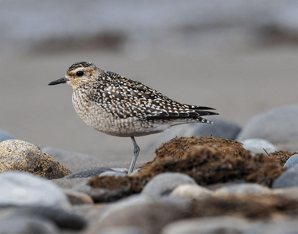 Pacific Golden-Plover