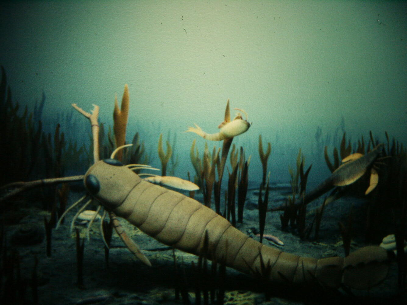 An underwater diorama scene showing several prehistoric aquatic arthropod‑like creatures.