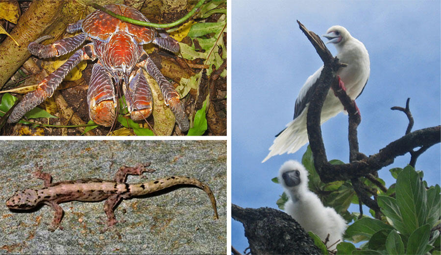 Photos of species of organisms that like on Palmyra Atoll.