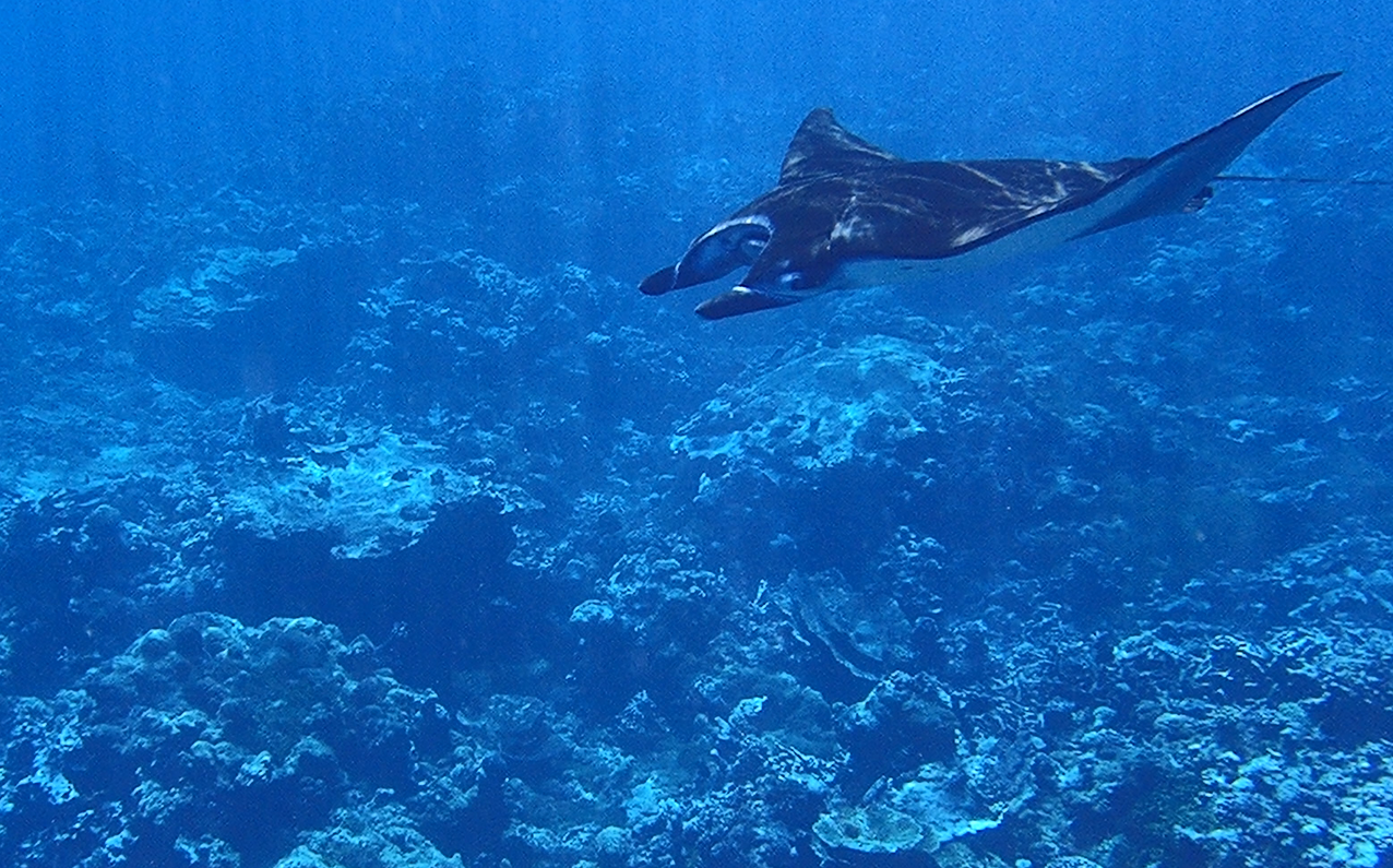 Underwater view of a reef manta ray