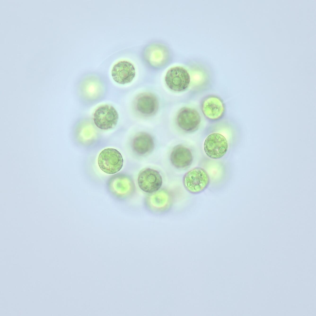 bright-green algae against in light-blue water. Spheres coalesce into a larger sphere