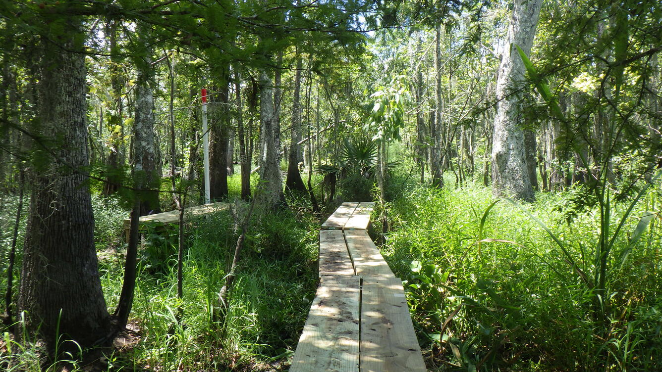 Maurepas Swamp boardwalk