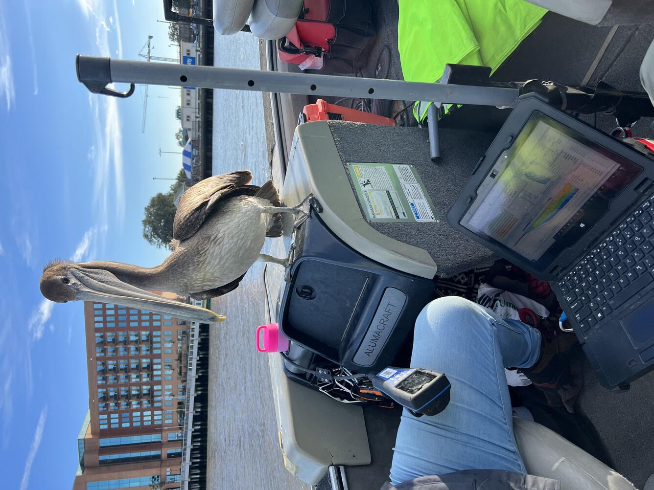 Pelican catches a ride to Gage 021989773 on Savannah River, Georgia