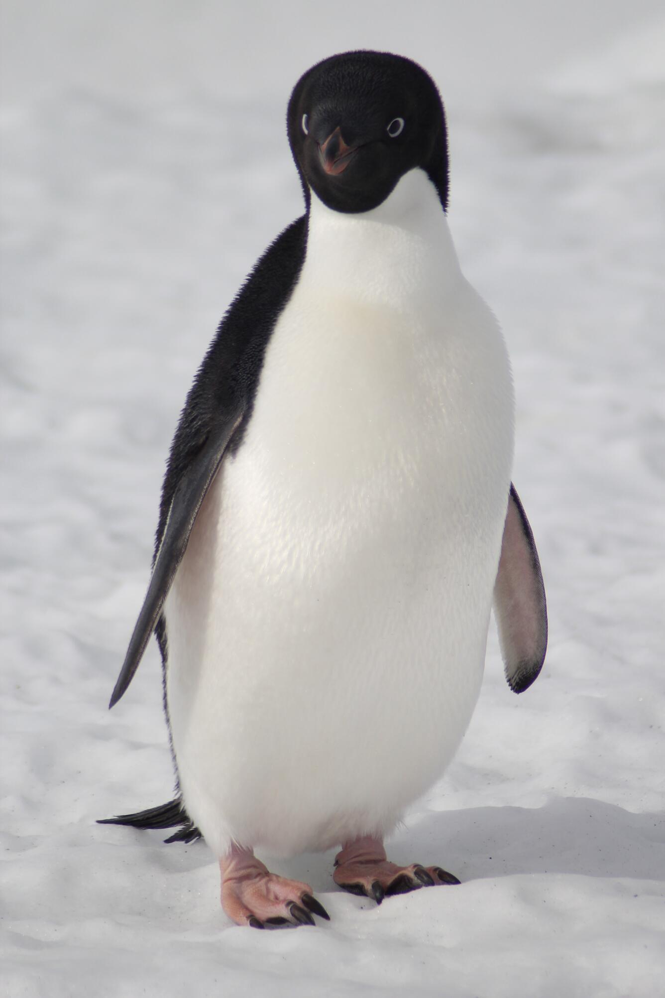 Adelie penguin 様オーダー Adélie penguin | U.S. Geological Survey