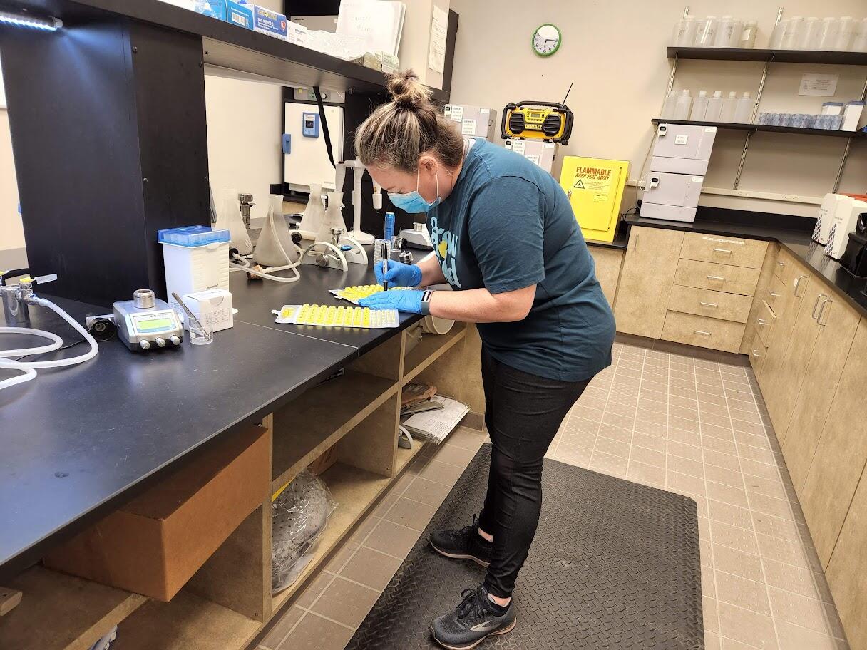 A UHU Hydrologic Technician analyzes a processed bacteria sample, this process quantifies coliforms of Escherichia coli (E. c