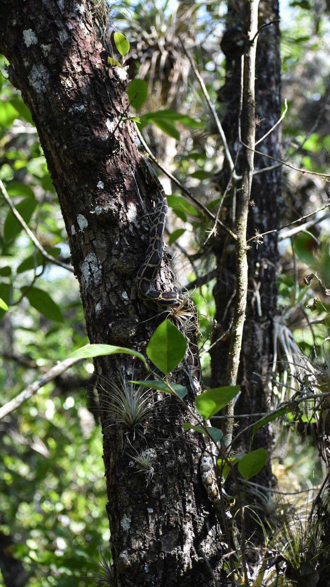 a python slithers up a tree trunk with leaves surrounding