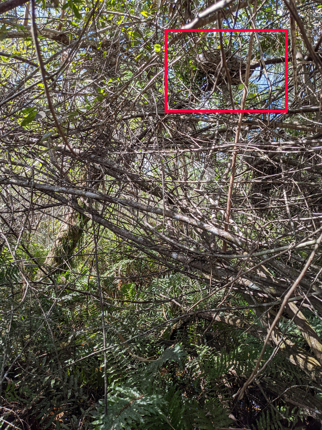 many sticks and branches cross the photo, a red box outlines where a large snakes sits in a branch