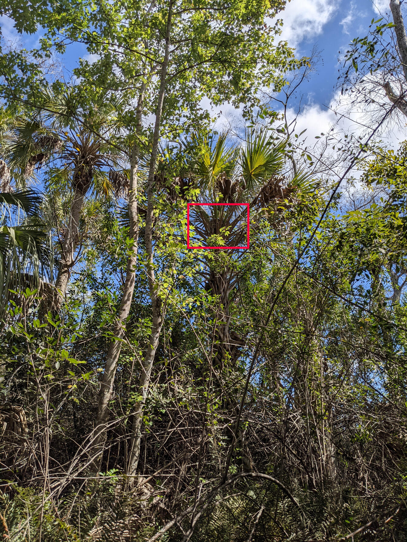 a forest of palm and other trees with a red box outlining a large shadow in the middle of palm leaves
