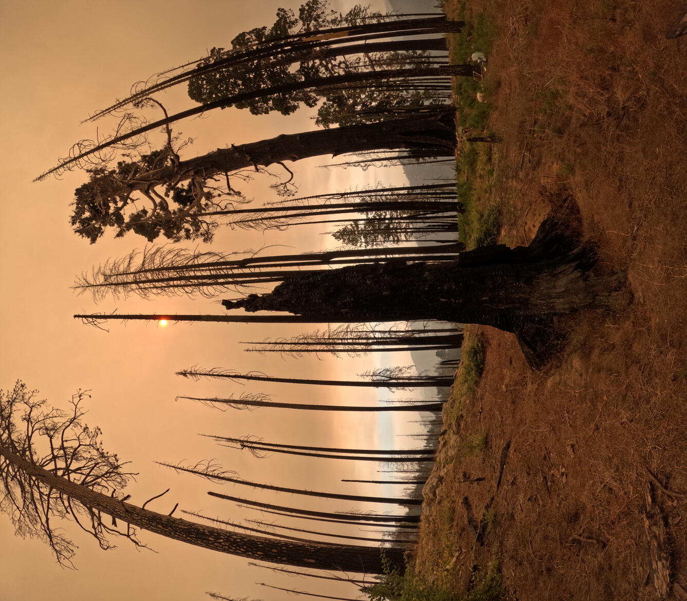 Burned sequoia grove