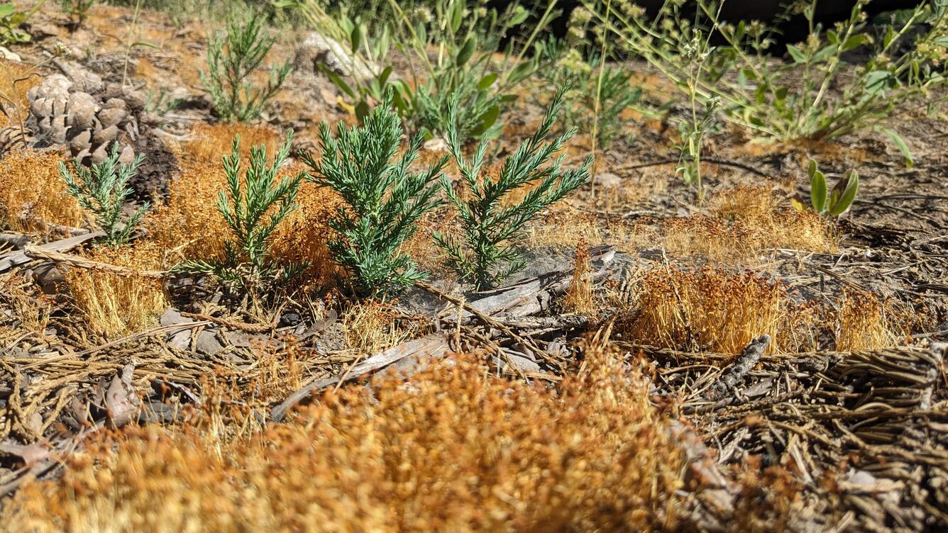 Plant seedlings growing on forest floor