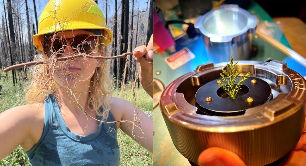 Scientist holding giant sequoia seedling root (left) and sequoia seedling in scientific instrument (right).