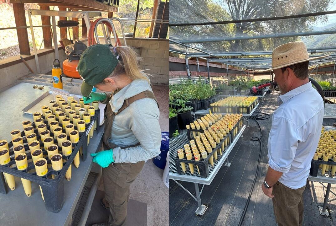 Scientist plants seedlings in cone-tainers (left) and nursery manager waters seedlings (right).