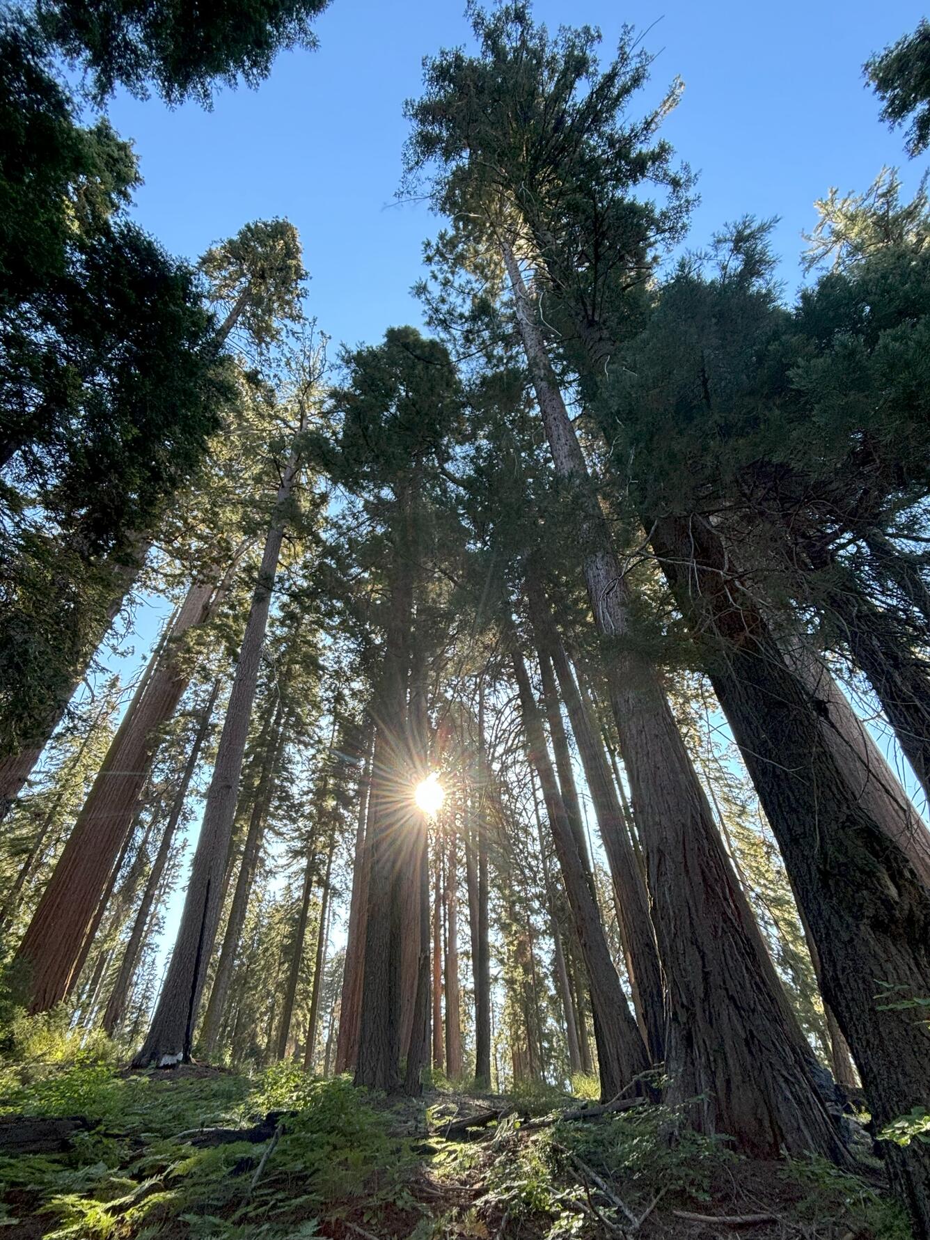 Grove of tall trees, with sun rising behind.