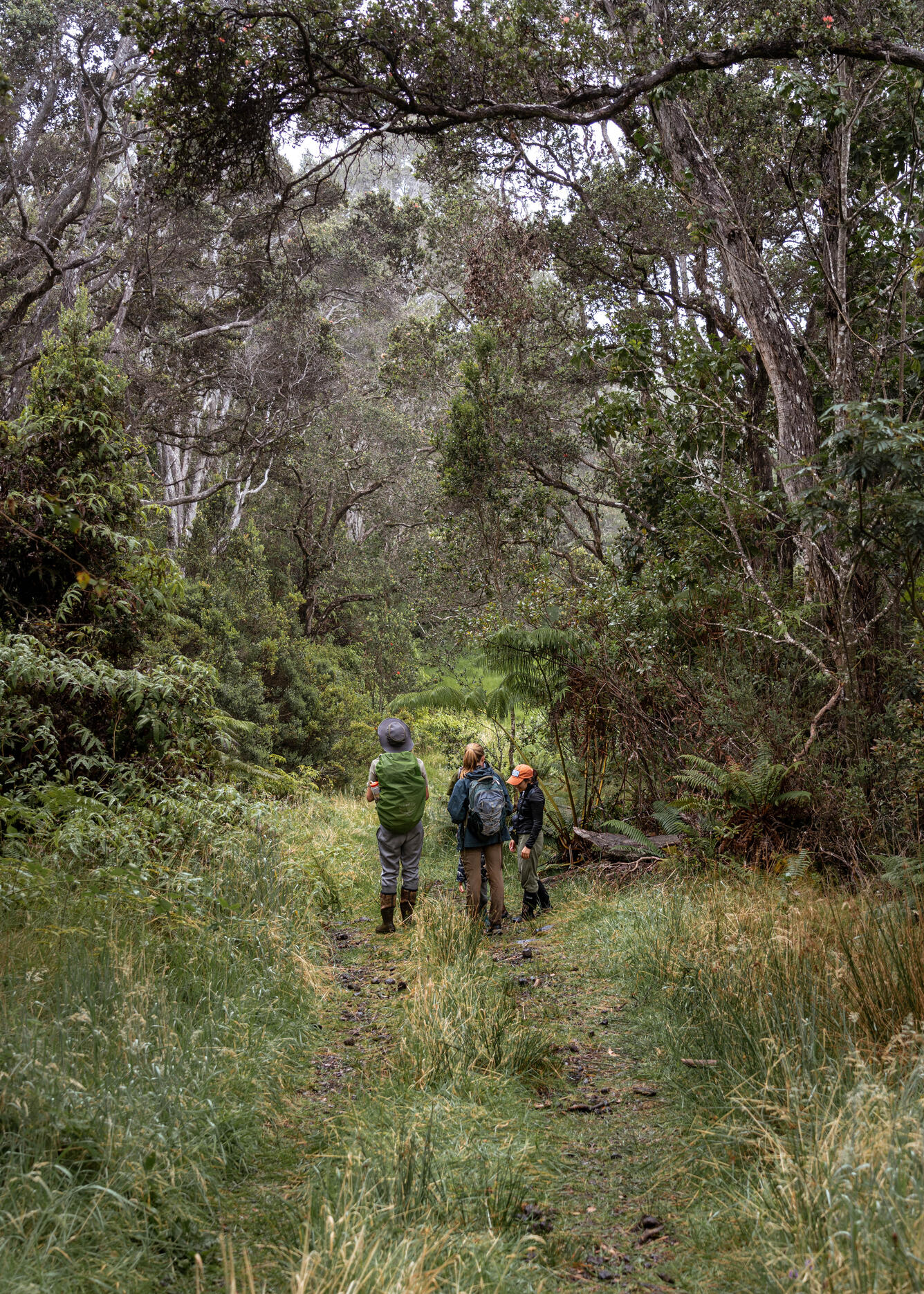 Volunteers and scientists stand amidst tall trees in a Hawaiian forest