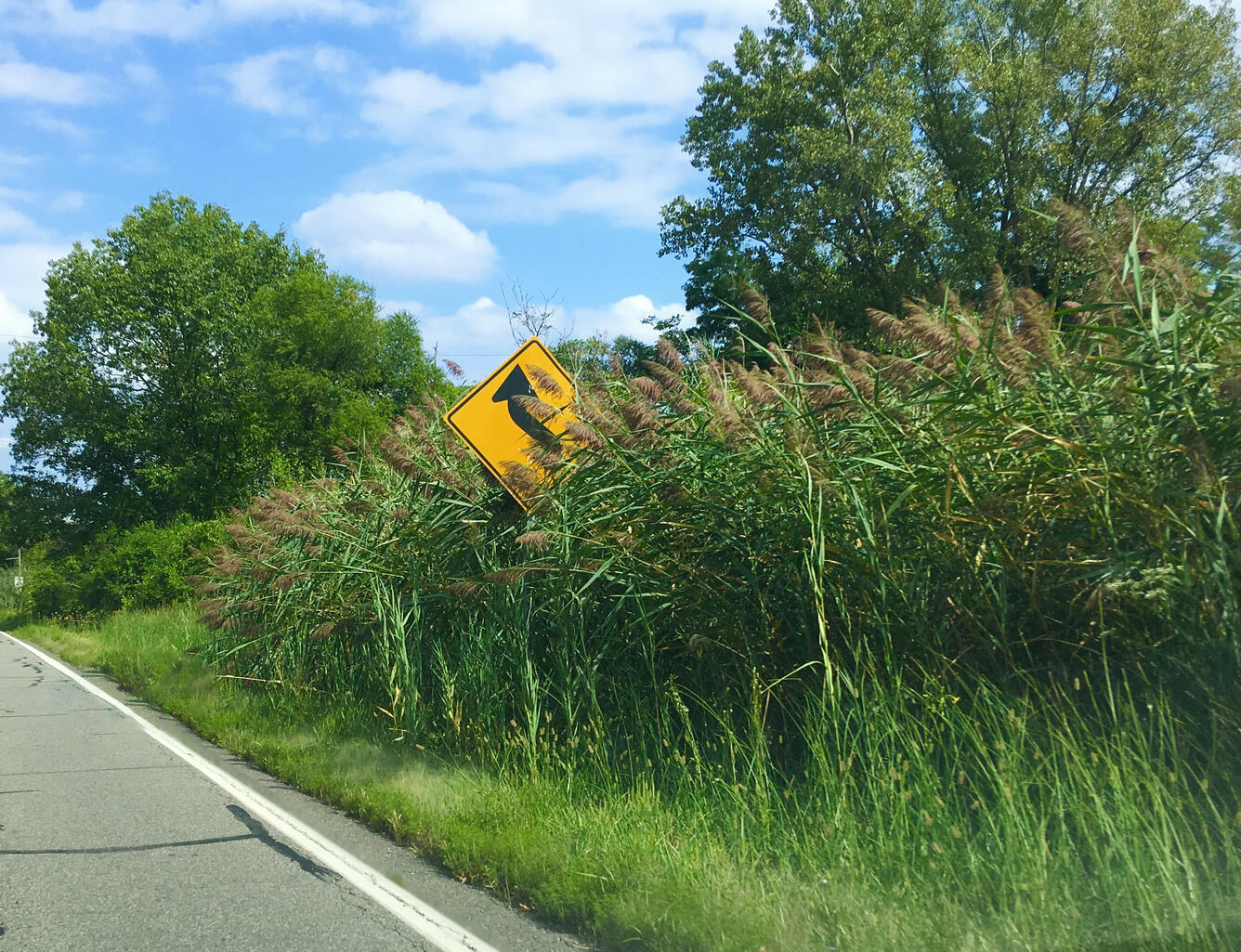 A yellow curve in the road sign obstructed by Phragmites spp.