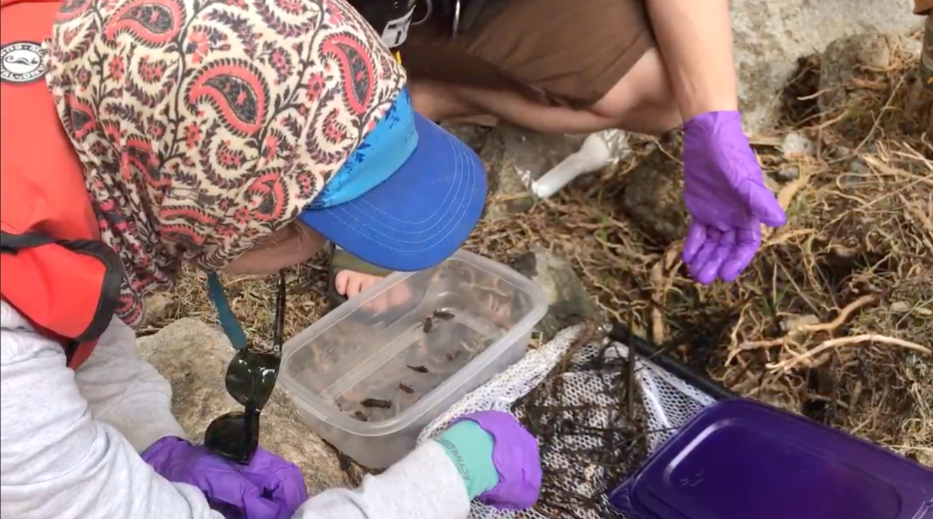 Public participants collect dragonfly larvae from a net for the Dragonfly Mercury Project. 
