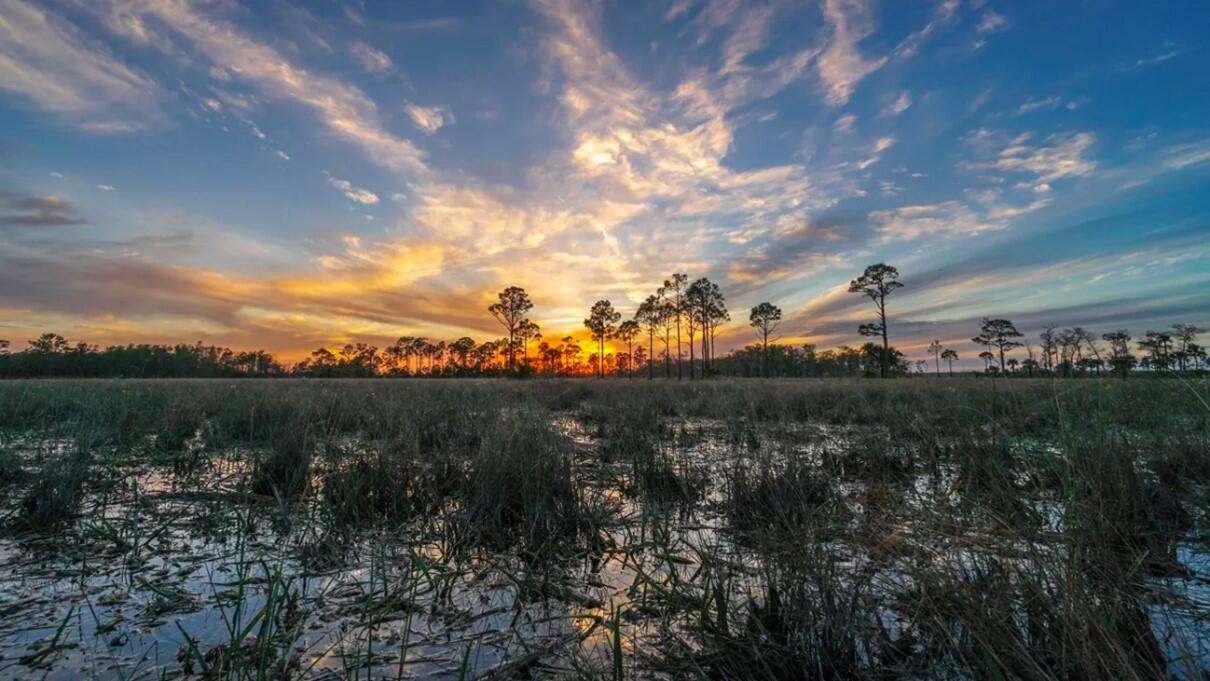 Displayed is an image showing the Wet Prairie and Cypress Swamp ecosystems of Big Cypress during a sunset. Behind the canopy of tall cypress tree the vibrant hues of the sun can be seen on the horizon.