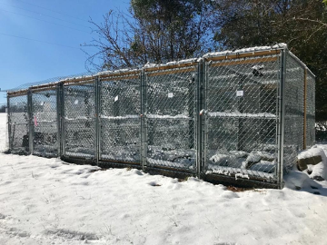 Tegus surviving in snow