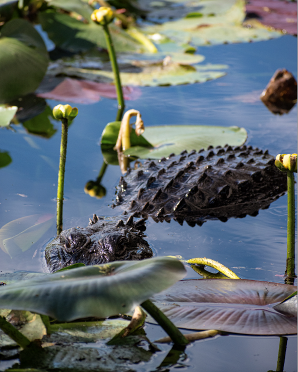 Between lilypads, an adult American Alligator lies half submerged beneath the water. In the ecosystem of Wet Prairies, Alligators often hid beneath the water so that they can ambush their prey.