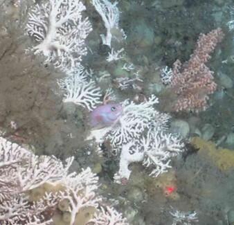 Deep-sea biology including corals and a reddish fish