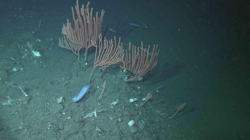 Seafloor habitat shows reddish soft corals and eels