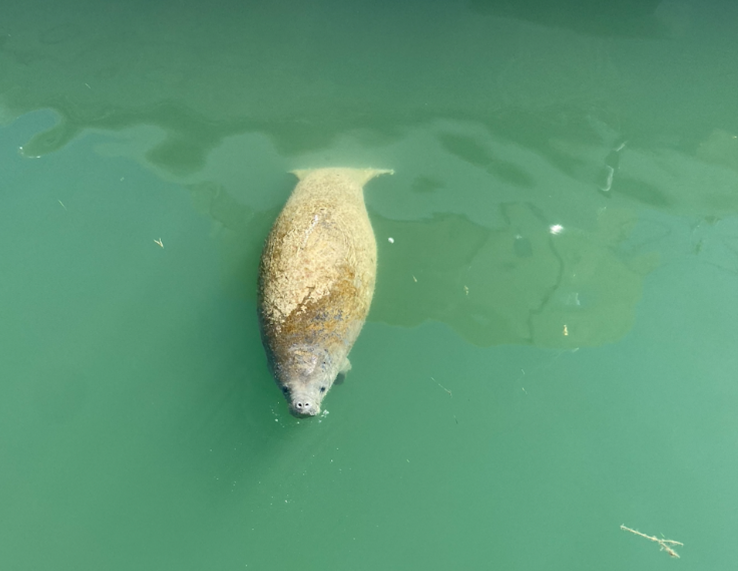 Shown is a large marine mammal called the West Indian Manatee. With adults typically being 9-10 feet long and weighing around 1000 pounds, they can consume up to 9% of their body weight in seagrass. Slow moving, the pictured manatee has scars on its back due to being struck by boat propellers.