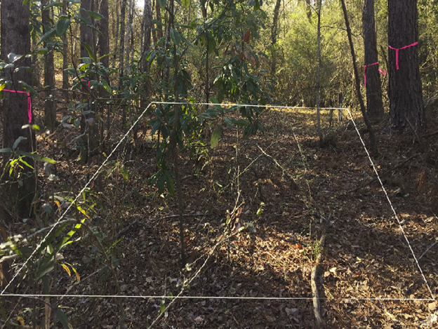 Pilot plot photo before clearing the vegetation.