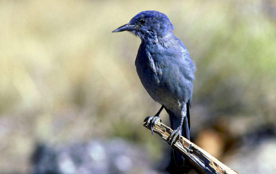 photo of a blue pinyon jay (bird) on top of a stick