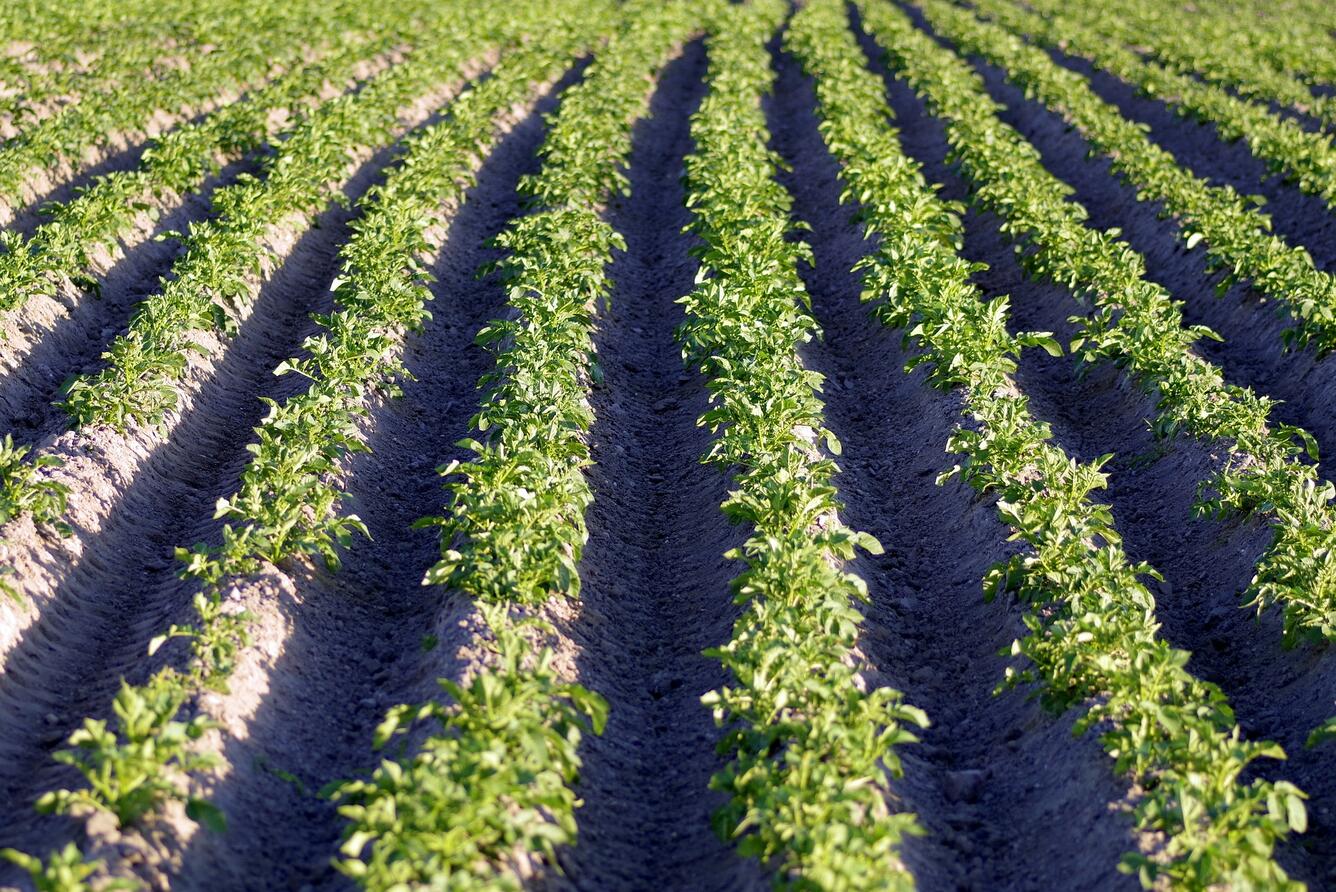 Field consisting of rows of potato plants
