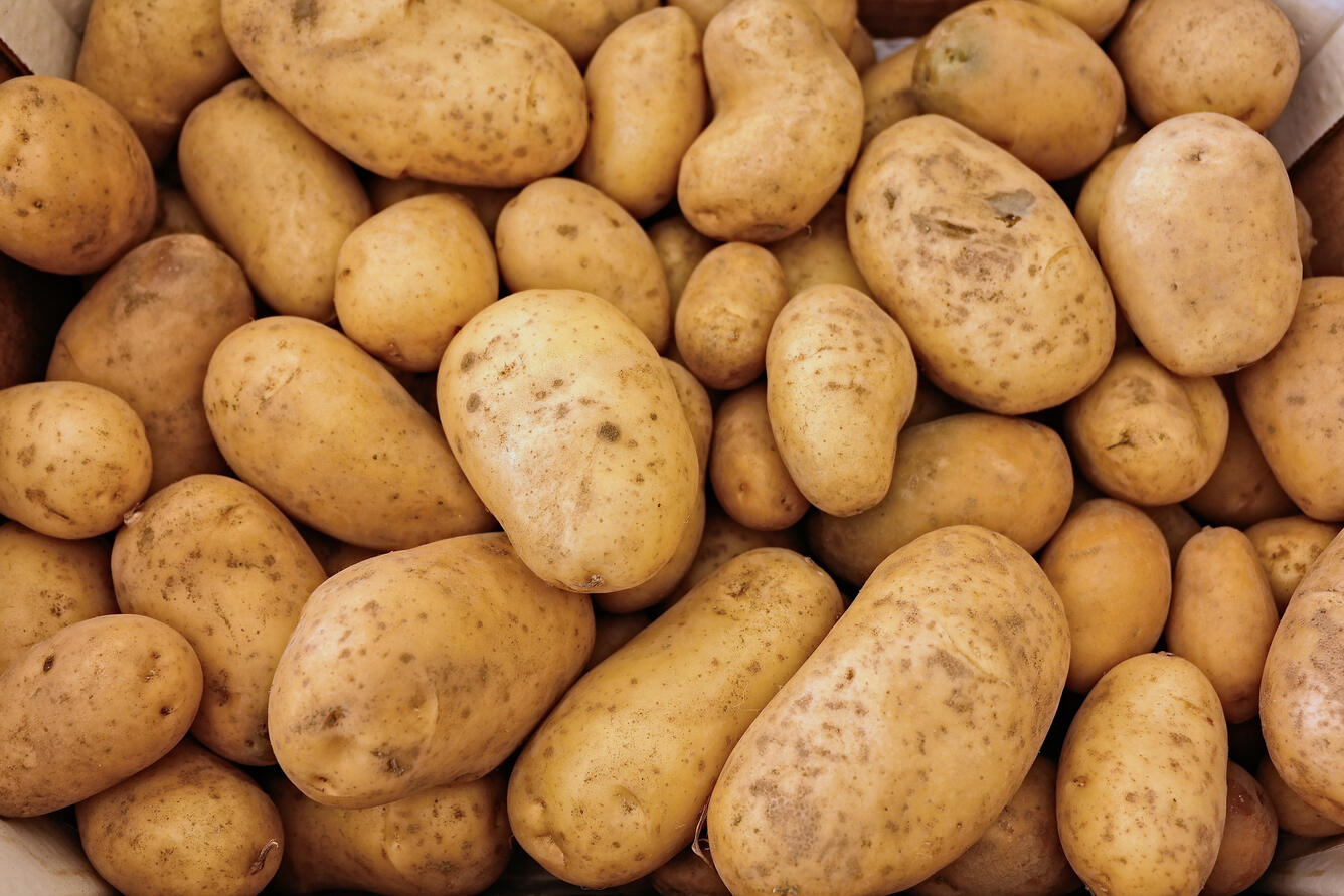 Pile of harvested potatoes