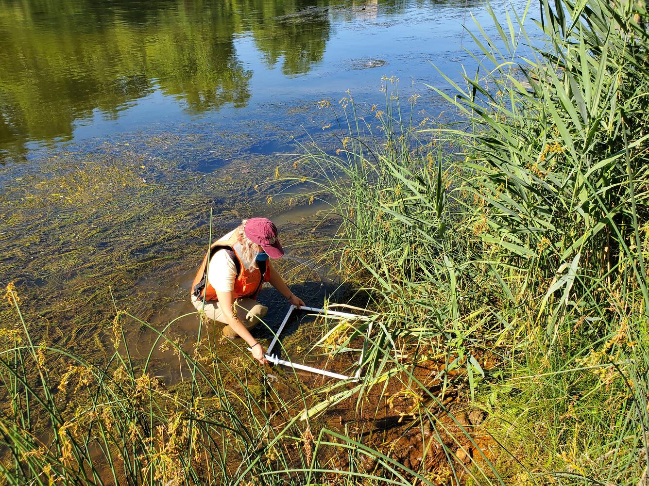 Researcher placing a quadrat to count phragmites