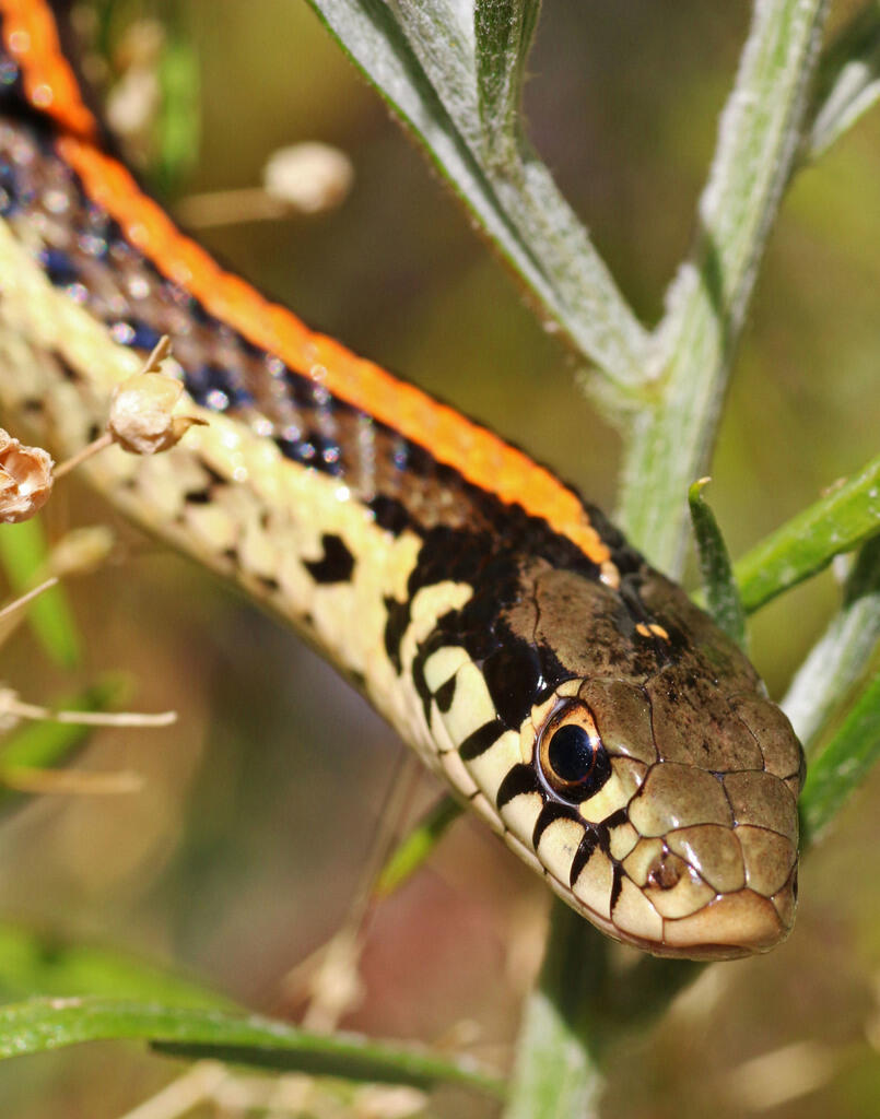 A photograph of a Plains Garter Snake that is a small snake with green head, yellow body, and a distinct orange stripe on its back.  Only the anterior quarter of the snake is shown within surrounding grass cover. 