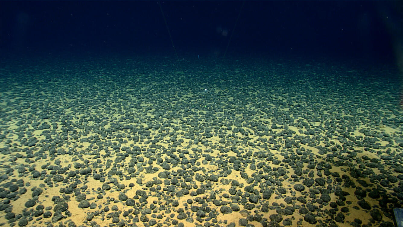 Underwater image of polymetallic nodule field from American Samoa