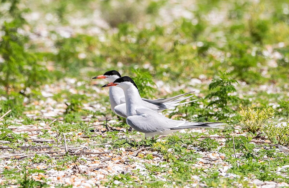 Two white birds with black on the tops of their heads and orange beaks with long tails stand side-by-side in scrubby grass. 