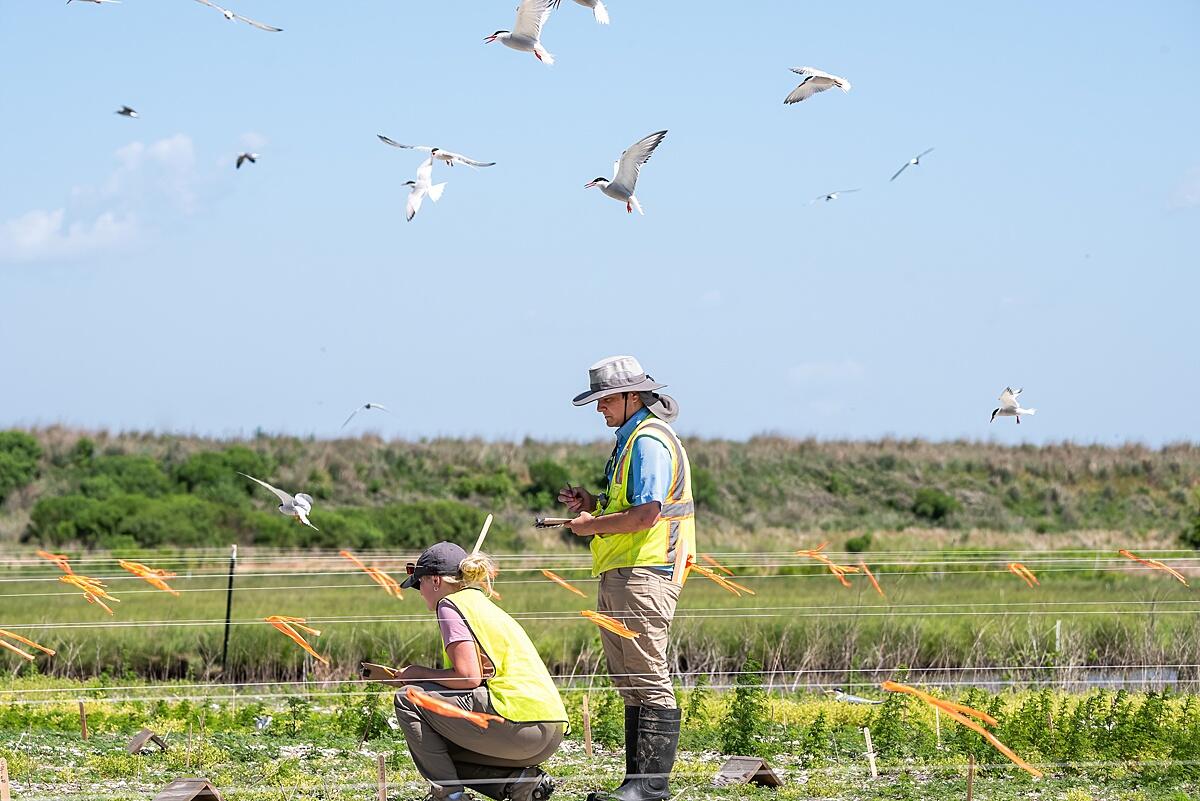 Two scientists in hats and bright green safety vests survey white birds flying around them.