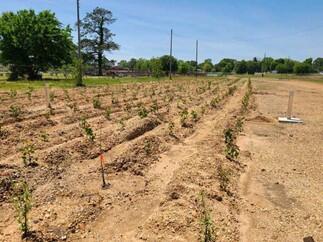 New growth of recently planted hybrid poplar cuttings, OU-3, April 2021.