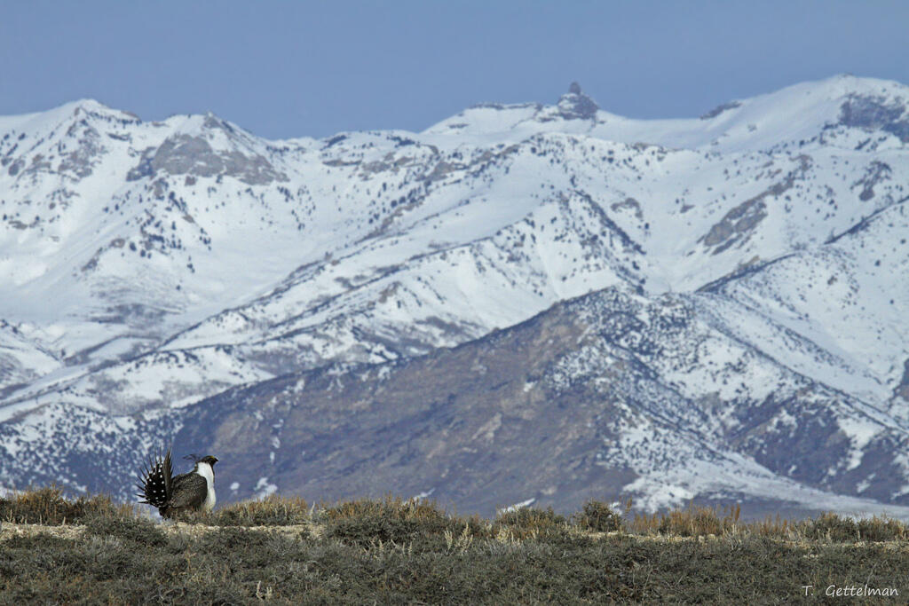 photo of greater sage-grouse in front of moutains