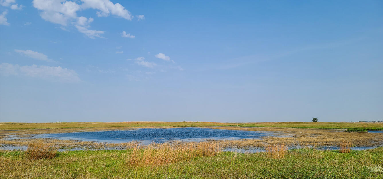 Ponds surrounded by tall grasses
